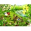 The House of Puzzles Patos al agua Puzzle 500 piezas XL