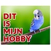 Stickerkoning Budgerigar Watch Sign - This is my hobby Blue