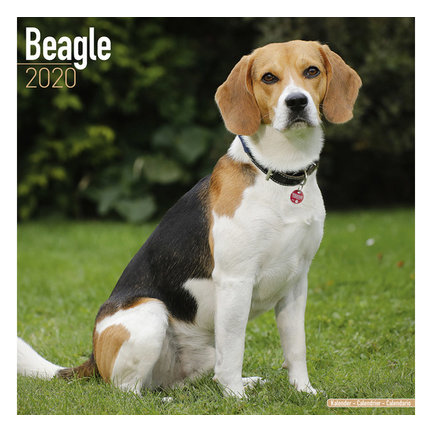 Beagle Calendars