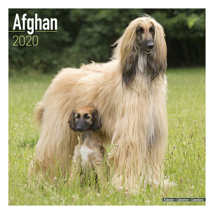 Afghan Hound Calendars