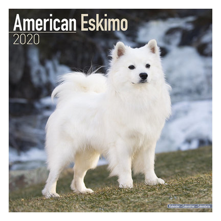 American Eskimo Kalender
