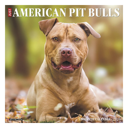 American Pit Bull Terrier Calendriers