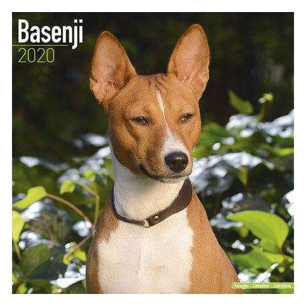 Basenji Calendriers