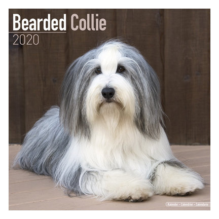 Bearded Collie-Kalender