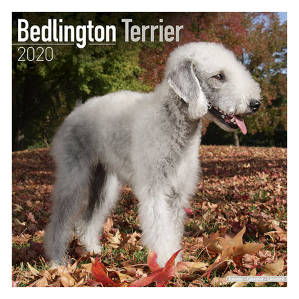Bedlington Terrier Calendars 2021