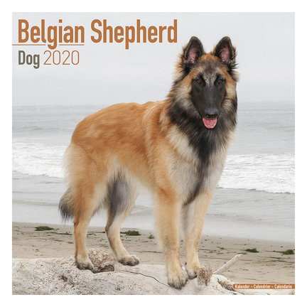 Belgischer Schäferhund-Kalender