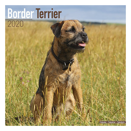Border Terrier Kalender