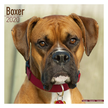 Boxer-Kalender