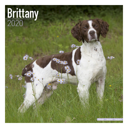 Brittany Spaniel Kalenders