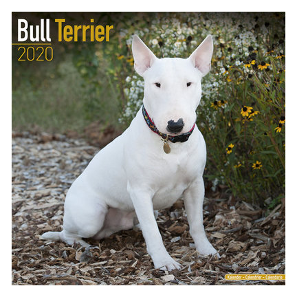 Bull Terrier Kalender