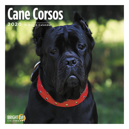 Cane Corso-Kalender