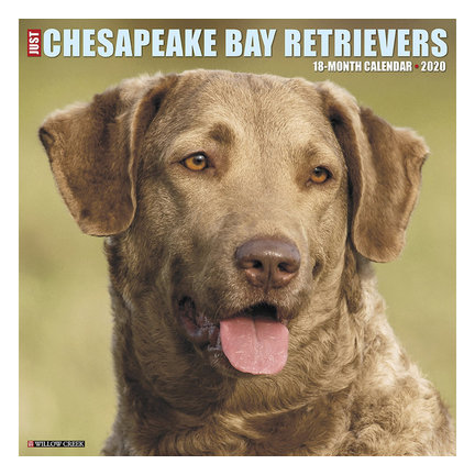 Chesapeake Bay Calendriers Retriever