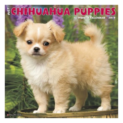 Chihuahua Kalender