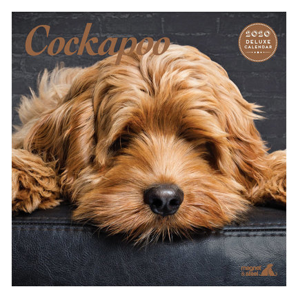 Cockapoo Calendars