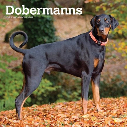 Dobermann Calendars