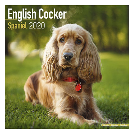 Englisch Cocker Spaniel Kalender