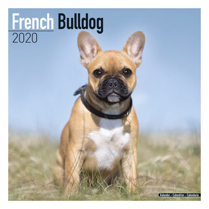 Französisch Bulldog Kalender