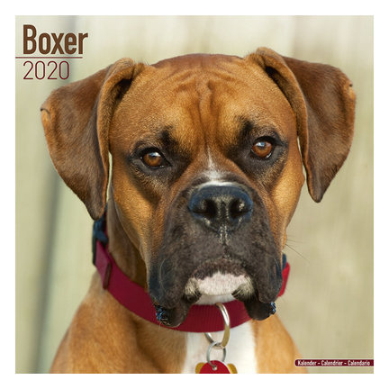 Boxer Kalenders 2021