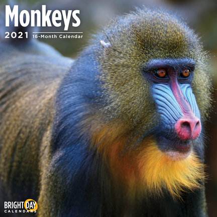 Singes Calendrier