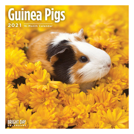 Cavia Kalender