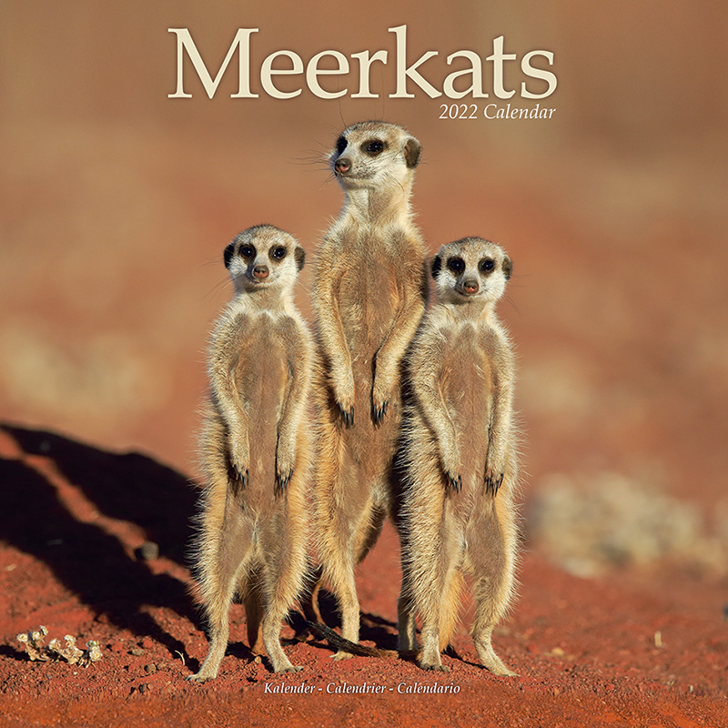 Meerkat calendar