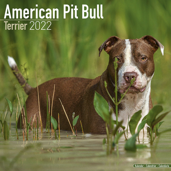 American Pit Bull Terrier Kalenders