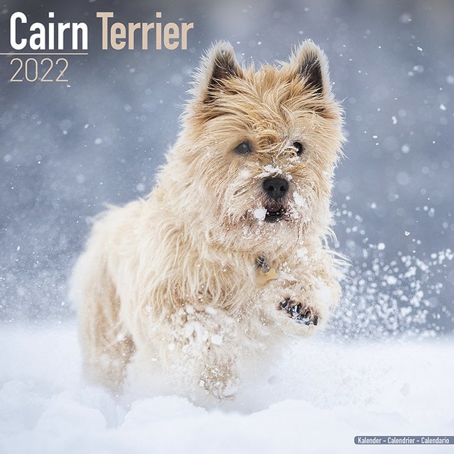 Cairn Terrier Kalender