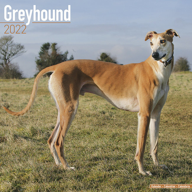 Greyhound Kalenders