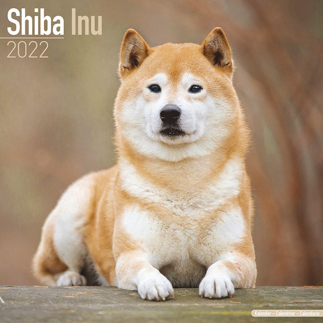 rencontre shiba