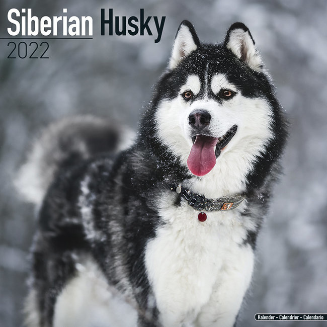 Husky Sibérien Acheter Calendrier? | Sur L'offre Et Les Prix De Coupe