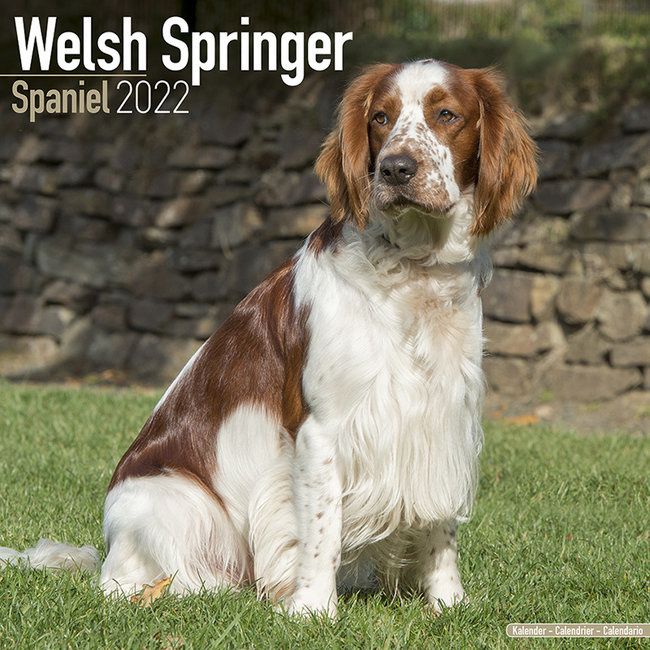 Welsh Springer Spaniel Kalenders