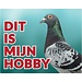 Stickerkoning Pigeon / Pigeons Watch sign - This is my hobby