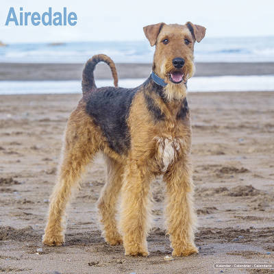 Airedale Terrier Kalenders