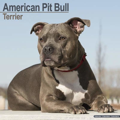 Calendriers Pit Bull Terrier Américain