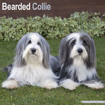 Calendari Bearded Collie