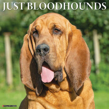 Calendriers Bloodhound