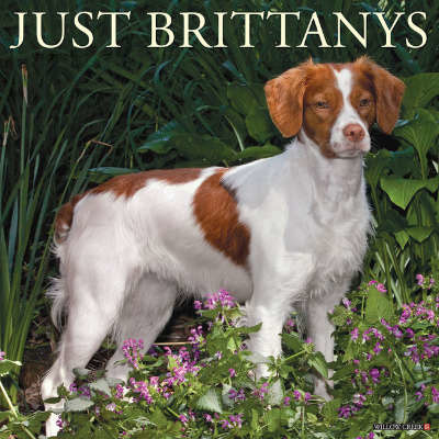 Brittany Spaniel Calendars