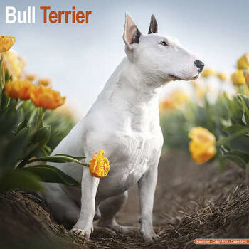 Calendarios Bull Terrier