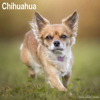 Chihuahua-Kalender