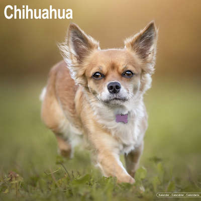 Calendriers Chihuahua