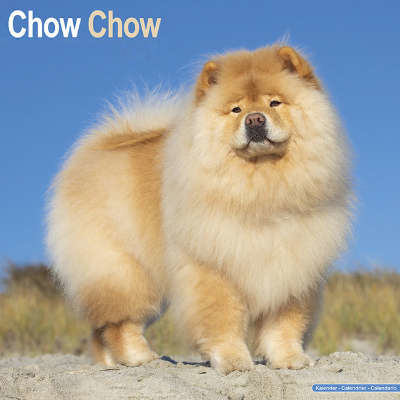 Calendari Chow Chow