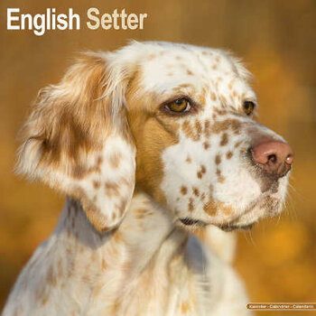 Engelse Setter Kalenders