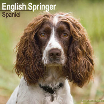 Calendarios Springer Spaniel Inglés