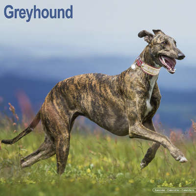 Calendari Greyhound