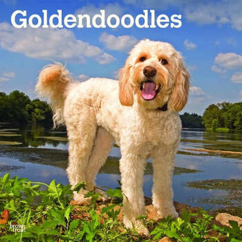 Calendriers Goldendoodle