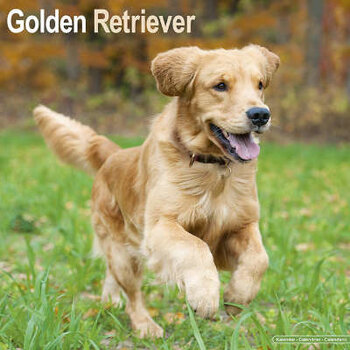 Golden Retriever-Kalender