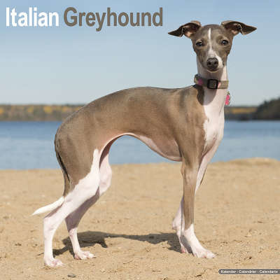 Italian Greyhound Kalenders