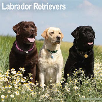 Calendriers Labrador Retriever Mixte