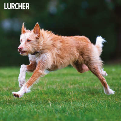 Calendriers Lurcher