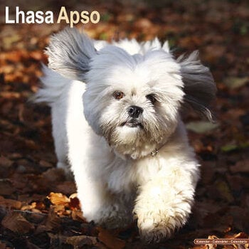 Calendari Lhasa Apso